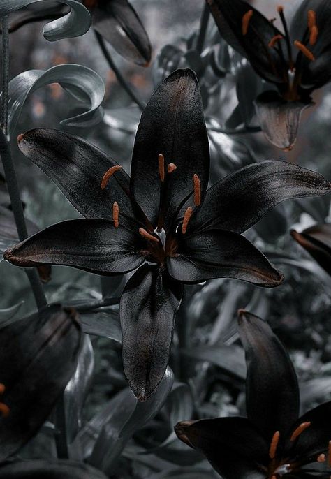 Black Lilies Aesthetic, Black Lily Aesthetic, Black Plant Aesthetic, Black Velvet Petunia Aesthetic, Black Delilah Flower, Black Plants Aesthetic, Goth Plant Aesthetic, Black Flowers Aesthetic, Lily Flower Aesthetic