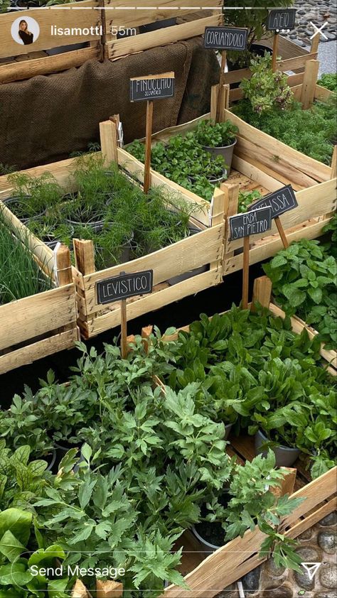 Kitchen Garden, Herb Garden, Terrace, Herbs