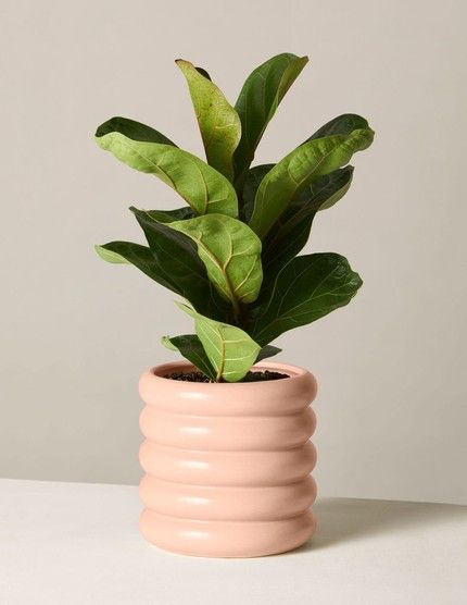 Nesting With Grace, Easy House Plants, Fig Plant, Buy Plants Online, Ficus Lyrata, Fiddle Leaf Fig Tree, Floor Plants, Winter Plants, Low Light Plants