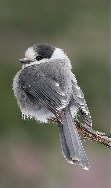 Gray Jay, Fat Bird, Kinds Of Birds, Bird Pictures, Pretty Birds, Bird Photo, Colorful Birds, Cute Birds, Little Birds