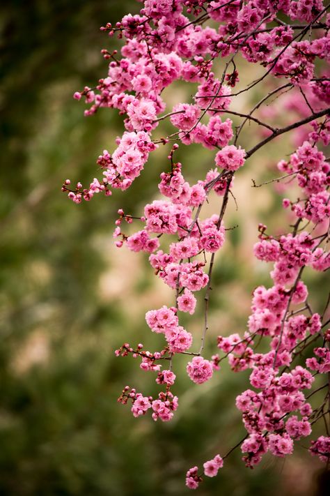 Red Butte Garden, Picture Places, Spring Boards, Pink Spring, Salt Lake City Utah, Spring Blossom, Plum Blossom, Flowering Trees, Spring Garden