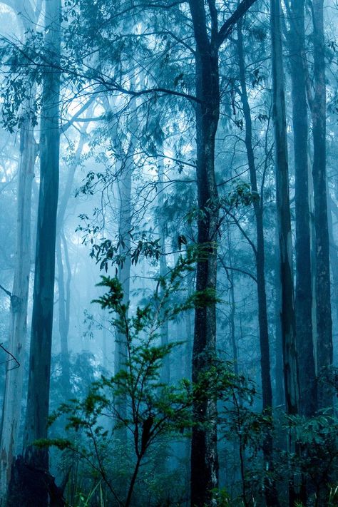 Beautiful Misty Blue Forest Misty Weather, Misty Woods, Belle Nature, Foggy Forest, Image Nature, Mystical Forest, Misty Forest, Blue Forest, Tree Forest