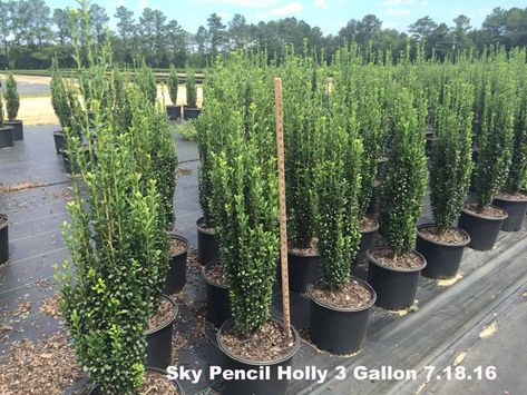 This is one of my favorite evergreens because it literally stands up like an exclamation point and announces itself to all passersby. The name Sky Pencil Pencil Holly, Pencil Plant, Sky Pencil Holly, Shade Garden Design, Broadleaf Evergreen, Pencil Trees, Shade Garden Plants, Evergreen Garden, Garden Vines