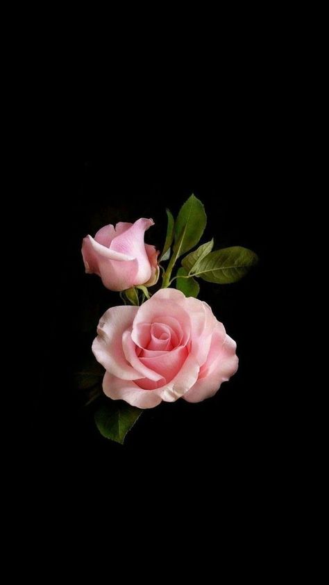 #rose #flower #wallpaper. Rose Flower Wallpaper, Flower Wallpaper, Rose Flower, Pink Roses, Roses, Iphone, Flowers, Pink