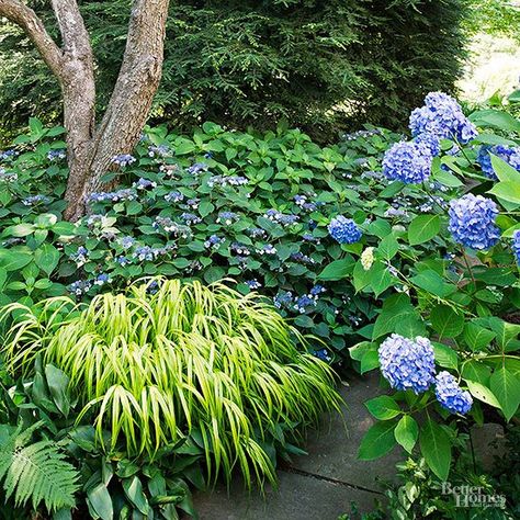 Lacecap Hydrangea, Golden Japanese, Landscaping Shrubs, Fall Landscaping, Japanese Forest, No Grass Backyard, Best Perennials, Shade Perennials, Most Beautiful Gardens