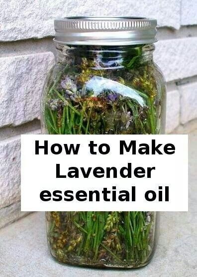 . Make Lavender Essential Oil, Oils Essential, Making Essential Oils, نباتات منزلية, Diy Kosmetik, Diy Essential Oils, Aromatherapy Oils, Essential Oil Uses, Healing Herbs