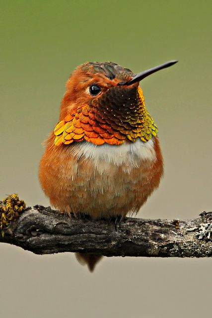 Rufous Hummingbird, Hummingbird Photos, Hummingbird Pictures, Bird Sitting, Kinds Of Birds, Exotic Birds, Pretty Birds, Bird Photo, Colorful Birds