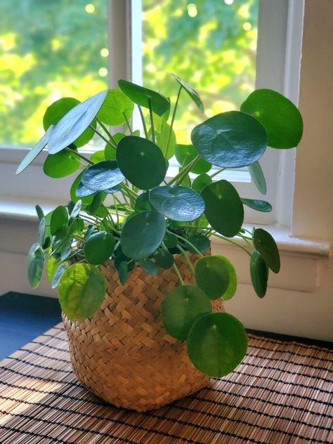 Money Plant Aesthetic, Chinese Dollar Plant, Japanese Money Plant, Money Plant Photography, Coin Plant, Money Plant Decor Indian, Chinese Money Plant Aesthetic, Chinese Money Plant Care, Monkey Plant