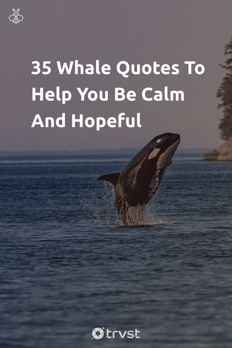 "35 Whale Quotes To Help You Be Calm And Hopeful"- Whales appeared 50 million years ago. We’re lucky enough to share our planet with 90 whale species. Whales are more than their size. We have curated this list of whale quotes to change your perception of these cetaceans, have a read and be in... #trvst #quotes #biodiversity #planet #mammals #ourplanet #environment #geology #environmentallyfriendly #bethechange #earth #natural #savetheplanet Whale Quotes Inspiration, Quotes About Whales, Blue Whale Quotes, Whale Shark Quotes, Orca Quotes, Whale Quotes, Whale Jokes, Whale Symbolism, Whale Quote