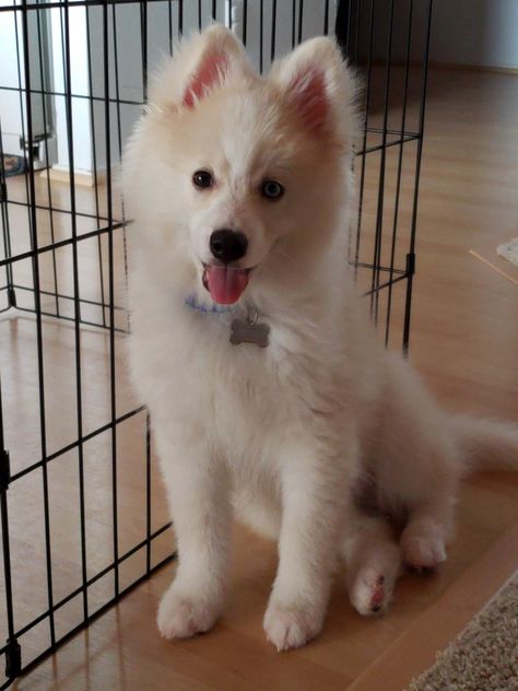 White Pomsky, Mini Huskies, White Husky, Birthday Wishes, Pet Birds, Husky, Cute Dogs, Cute Animals, Puppies