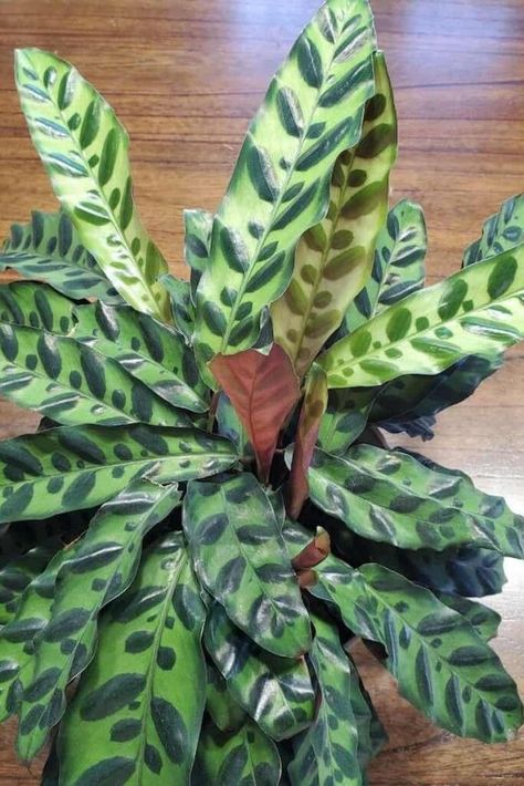 Rattlesnake Plant, Soil Fertilizer, Calathea Lancifolia, Propagation Tips, Calathea Plant, Worm Composting, Prayer Plant, Liquid Fertilizer, Soil