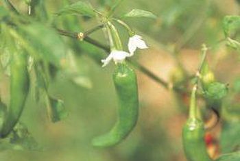 Jalapeno Plant, Grow Tomatoes Indoors, Pruning Tomatoes, Tomato Problems, Vertical Growing, Growing Tomatoes Indoors, Tomato Growers, Tomatoes And Cucumbers, Tomato Farm