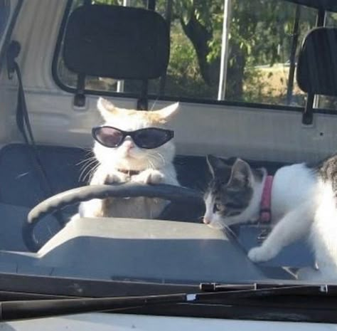 Two Cats, A Cat, The Back, Sunglasses, Funny