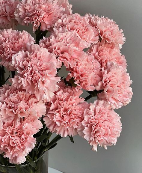 Carnation Aesthetic, Beautiful Carnations, Fancy Flowers, Pink Carnations, Nothing But Flowers, Flower Therapy, Cute Pins, Love Flowers, Flower Wallpaper