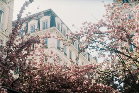 Tree Film Photography, Mermaid Motel, Japanese Type, Sakura Trees, Aesthetic Places, Sakura Tree, Flowers Blooming, Language Of Flowers, Vintage Cameras