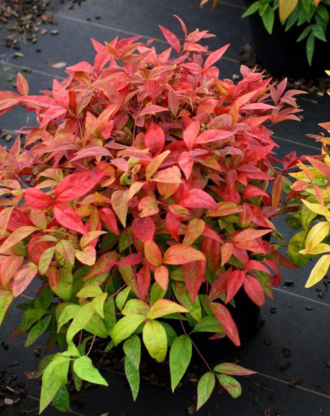 Mailbox Garden Ideas, Nandina Plant, Fall Garden Ideas, Mailbox Planter, Mailbox Garden, Fall Landscaping, Planting A Garden, Front Lawn Landscaping, Mr Plant