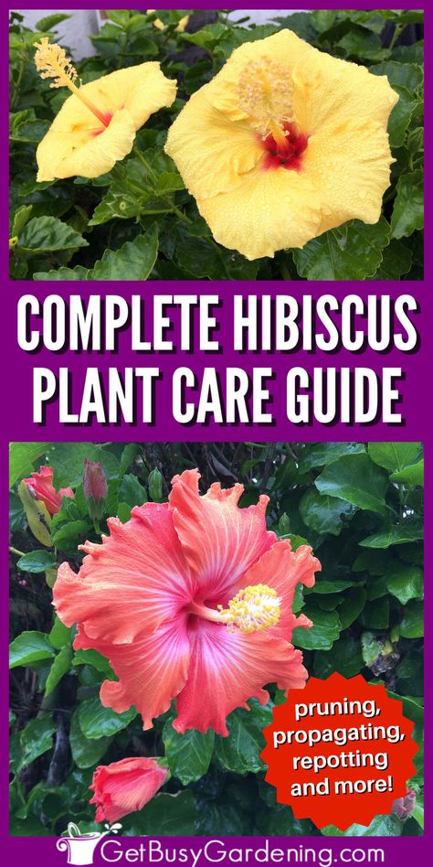 a bright pink hibiscus flower under a photo of a bright yellow hibiscus bloom both growing in a flower garden Hibiscus Plant Care, Hardy Hibiscus Plant, Soil Fertilizer, Growing Hibiscus, Repotting Plants, Hibiscus Tree, Hibiscus Garden, Garden Planning Layout, Plant Care Guide