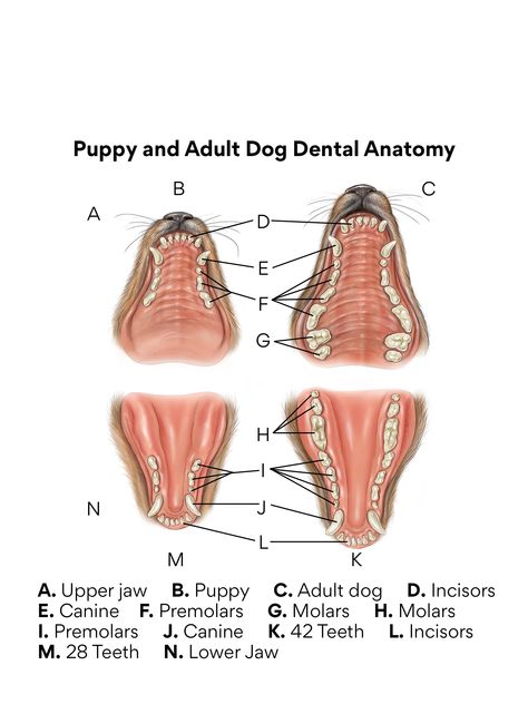 Puppy Teething Remedies, Diy Puppy Toys, Best Teething Toys, Teething Stages, Teething Remedies, Puppy Chew Toys, Dog Anatomy, Puppy Teething, Diy Teething