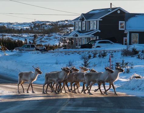 Fogo Island Newfoundland, Canada Newfoundland, Fogo Island Inn, Fogo Island, Newfoundland And Labrador, Big Island, Newfoundland, End Of The World, Life Style