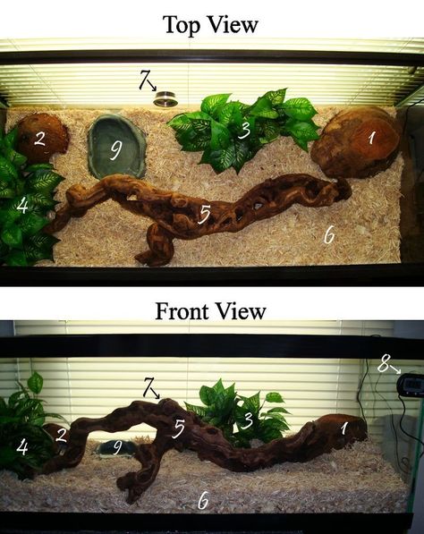 Snake Terrarium Ideas, Corn Snake Terrarium, Corn Snake Care, Ball Python Care, Snake Care, Snake Cages, Corn Snakes, Snake Terrarium, Bearded Dragon Cage