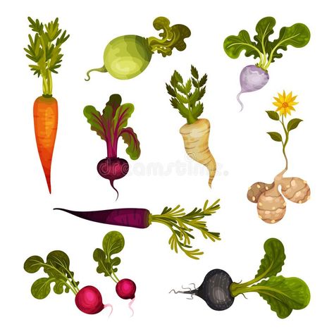 Root Vegetables as Underground Plant Part with Carrot and Beet Vector Set. Agricultural Crops as Culinary Ingredient Concept royalty free illustration Root Crops Vegetables, Underground Vegetables, Roots Illustration, Gardening Activities, Concept Illustration, Parts Of A Plant, Free Illustration, Girly Art Illustrations, Root Vegetables