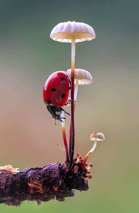 Mushroom Pictures, A Ladybug, Beautiful Bugs, 수채화 그림, Airbrush Art, Mushroom Art, Bugs And Insects, Animal Photo, A Lady