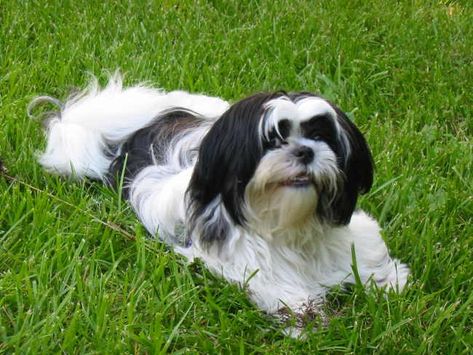 KC black and white Shih Tzu Black And White Shih Tzu, Shih Tzu Black And White, Shih Tzu Training, Poodle Mix Dogs, Shitzu Dogs, Cute Small Dogs, Dog Home Decor, Tea Cup Dogs, Dog Nutrition