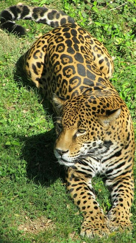 Animals Tiger, Jaguar Animal, Regnul Animal, Christine Feehan, Tiger Cat, Animals Amazing, Majestic Animals, Amazing Animals, Amazing Facts