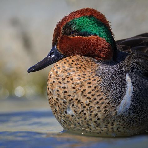 Greenwinged Teal Duck Wild Ducks, Teal Duck, Duck Pictures, Wild Duck, Green Wing, Quack Quack, Zen Tangle, Duck Decoys, Animal References