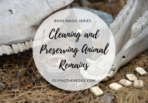 Bone Magic Series: Cleaning and Preserving Animal Remains How To Clean And Preserve Animal Bones, Animal Bone Cleaning, Cleaning Animal Bones, Cleaning Animal Skulls, How To Preserve Animal Bones, How To Clean Bones Animals, Diy Bone Decor, How To Clean Bones, Animal Bones Aesthetic