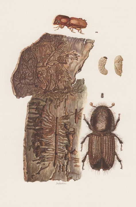 1957 Bark Beetle Antique Print Insects Offset by Craftissimo, €13.95 Insect Drawings, Vintage Insect Prints, Bark Beetle, Insect Wall, Nature Journaling, Biology Art, Beetle Insect, Insect Print, Insect Art