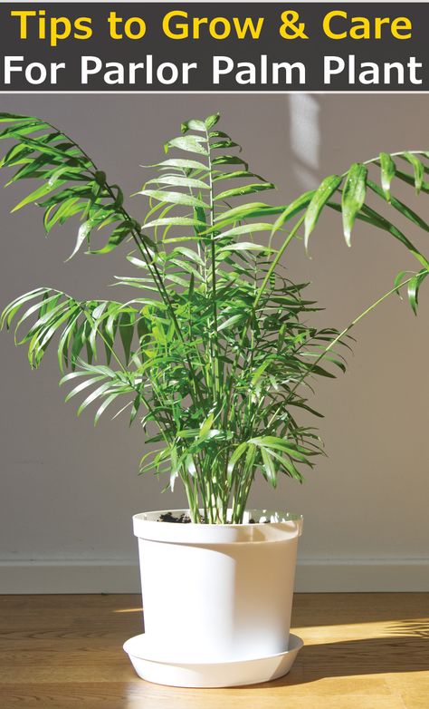 This is a comprehensive step-by-step guide on parlor palm care. I will dive into some nuggets of information that will come in handy in growing parlor palm to a magnificent 4 feet tall, especially when grown indoors. You will get invaluable guidelines on how to water, fertilize and solve any growing problems which may arise during your growing. These steps will help you to finally enjoy a beautiful plant that has curved green pinnate leaves with narrow leaflets. Parlor Palm Care, Indoor Palm Plants, Gardening Inside, Chamaedorea Elegans, Planting Plants, Popular House Plants, Deer Resistant Perennials, Long Blooming Perennials, Indoor Palms