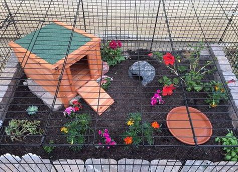 Make a tortoise enclosure in a dog crate! #DIY - PetDIYs.com Tartaruga Habitat, Dog Pen Outdoor, Turtle Cage, Outdoor Tortoise Enclosure, Turtle Enclosure, Turtle Homes, Tortoise House, Tortoise Enclosure, Tortoise Table