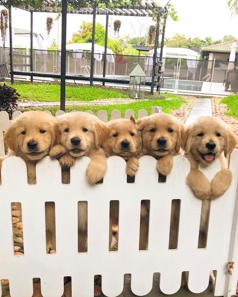 The five best friends that anybody could have 🐶 Which one do you choose?😍 Courtesy of @colitagolden 📍Paraguay 🇵🇾 Tag your best travel… Golden Retriever Puppies, Retriever Puppies, Dream Dog, Labrador Retrievers, Pretty Dogs, Golden Retriever Puppy, Retriever Puppy, Cute Dogs And Puppies, Puppy Pictures