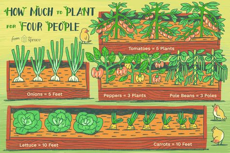 It's time to plan the vegetable garden, but how much should you plant per person to feed your family? Planting Lettuce, Survival Garden, Backyard Garden Layout, Small Vegetable Gardens, Garden Layout Vegetable, Container Vegetables, Pole Beans, Survival Gardening, Veg Garden