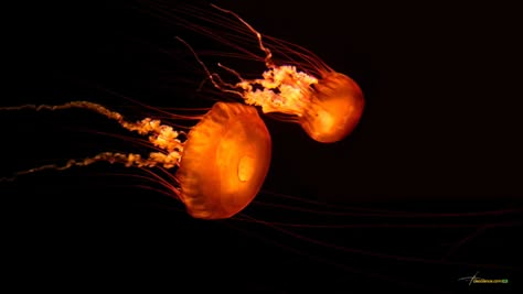 Orange Jellyfish, Jellyfish Images, Deadly Creatures, 1920x1200 Wallpaper, Ocean Underwater, Fish Wallpaper, Jelly Fish, Orange Aesthetic, Orange Wallpaper