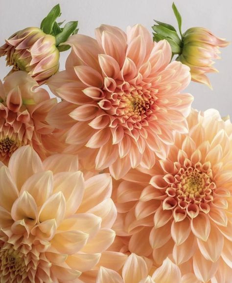 Dahlia Flower Bouquet, Dahlia Arrangements, Dahlia Society, Dahlia Orange, Coral Dahlia, Dalia Flower, Bronze Autumn, Dahlia Flower Arrangements, Sept Wedding