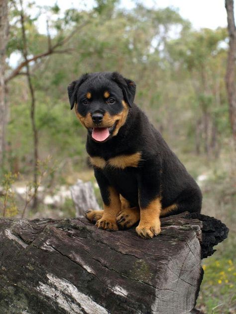 #Rottweiler Rottweiler Training, German Dog Breeds, Puppy Obedience Training, Rottweiler Love, Positive Dog Training, Rottweiler Puppies, Rottweiler Dog, Sweet Dogs, Dog Behavior