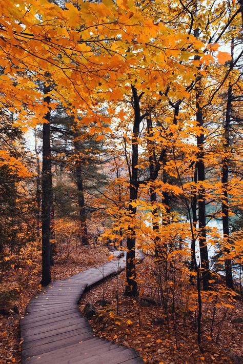 Boardwalk | Carolene | Flickr Free Fall Wallpaper, Autumn Scenes, Autumn Scenery, Autumn Beauty, Fall Pictures, Yellow Leaves, Autumn Cozy, Lombok, Autumn Aesthetic