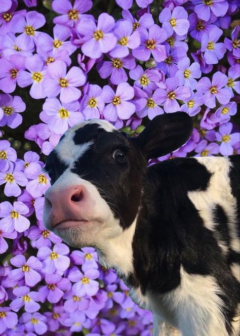 Cow Wallpaper, Cow Photos, Dog Mommy, Beautiful Horse Pictures, Purple Cow, Fluffy Cows, Cute Goats, Farm Cow