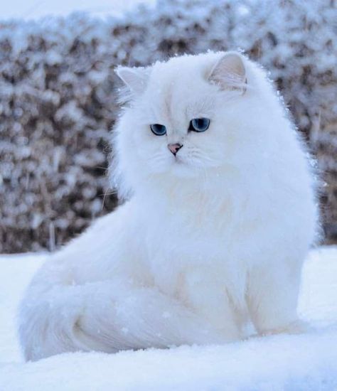 Ragdoll Cat Breed, Dog Line Drawing, Cat Nature, All Cat Breeds, Nature Snow, Ragdoll Kittens, Super Cute Cats, Gorgeous Cats, February 8