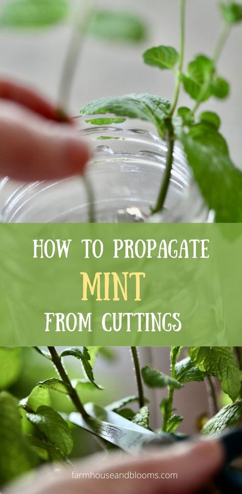 two pictures of mint being propagated How To Regrow Mint, How To Propagate Herbs From Cuttings, Growing Herbs From Cuttings, How To Grow Mint From Cuttings, How To Propagate Herbs, Mint Growing Tips, How To Propagate Mint From Cuttings, How To Cut Herbs From Plant, How To Propagate Mint