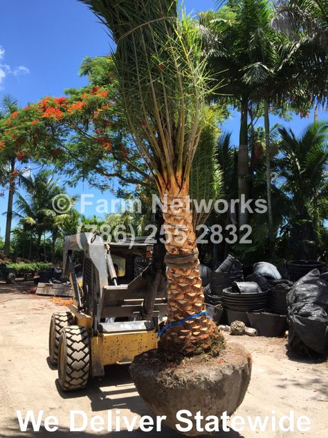 Sylvester palm trees for sale Sylvester Palm, Poolside Landscaping, Palm Trees For Sale, Florida Palm Trees, Florida Plants, Pool Deck, Exotic Plants, Landscaping Ideas, Palm Tree