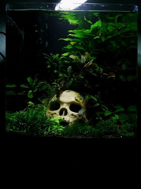 Octopus Pet Tank, Haunted Fish Tank, Terrarium Enclosure, Dark Fish Tank Ideas, Forest Fish Tank, Spooky Aquarium, Aquarium Fish Tank Ideas, Skull Aquarium, Spooky Fish Tank Ideas