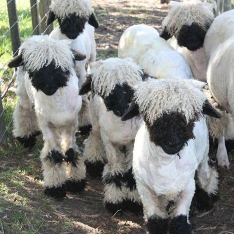 Meet the Black Nose Sheep That People Are Calling the ‘Cutest Sheep In The World’ Black Nose Sheep, Valais Blacknose Sheep, Sheep Ranch, Sheep Breeds, Alice Angel, Black Nose, Llama Alpaca, Sheep Farm, Sheep And Lamb