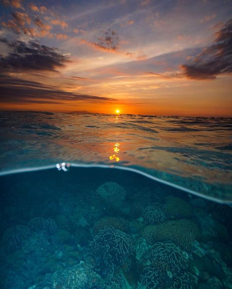 Ollie Clarke on Instagram: “Sunset on the reef #sunset #sun #splitshot #coralreef #coral #reef #halfandhalf #dusk #sunsetphotography #glow #clouds #underwater…” Half Underwater Photography, Half Underwater, Xmas Paintings, Australia Lifestyle, Coral Sunset, Underwater Painting, The Reef, History Images, Underwater Photos