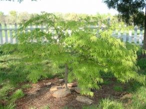 Lace Leaf Japanese Maple, Viridis Japanese Maple, Japanese Maple Tree, Garden On A Hill, Maple Tree, Japanese Maple, Leaf Coloring, Green Lace, Wooden Crafts