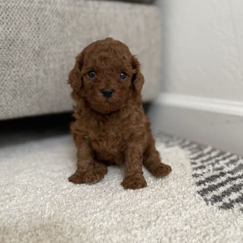 Brown Toy Poodle Puppy, Brown Toy Poodle, Brown Poodle, Toy Poodle Puppy, Poodle Puppies For Sale, Poodle Puppies, Poodle Puppy, Puppy For Sale, Toy Poodle