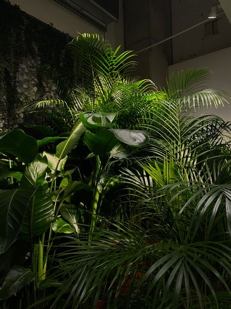 aesthetic, nature, dark aesthetic, green, plants, plants aesthetic, aesthetics, nature aesthetic, dark theme Clean Natural Aesthetic, Black White And Green Aesthetic, Aesthetic Nature Dark, Nature Dark Aesthetic, Dark Green And Gold Aesthetic, Dark Plant Aesthetic, Dark Green Woods Aesthetic, Dark Green Nature Aesthetic, Green Plant Aesthetic