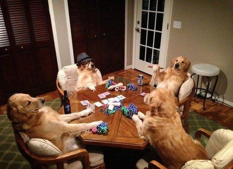 Golden Retriever Poker Night.  Unfortunately the tail wagging always gives them away. Dogs Playing Poker, Funny Animal Pictures, Training Your Dog, Dog Photos, Mans Best Friend, Dog Pictures, I Love Dogs, Funny Dogs, Animal Pictures